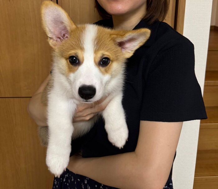 両耳が立ったコロネくん