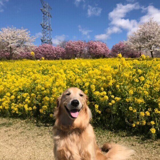 犬は冬から春にどんな体調変化を起こしやすい?獣医師に聞いてみた いぬのきもち