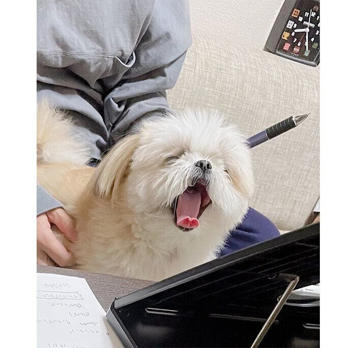 Zoom会議中に現れた妖精」に反響！ 画面越しに大あくびをする犬の可愛