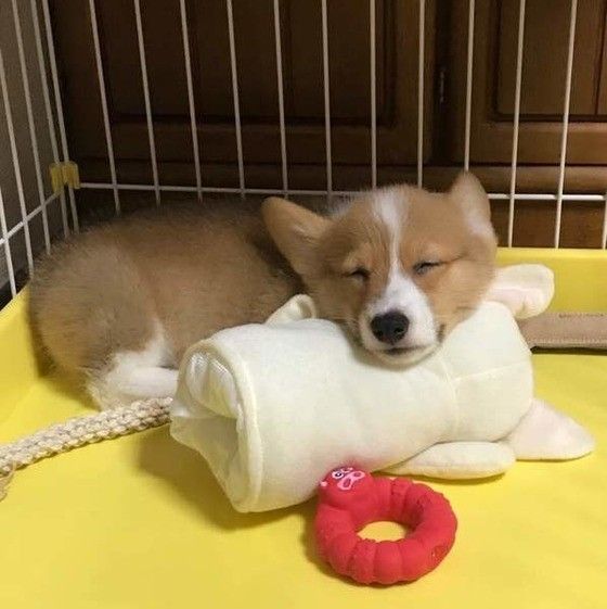 眠るコーギー