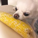 獣医師監修 犬にブロッコリーは大丈夫 与え方の注意点や適量とは いぬのきもちweb Magazine