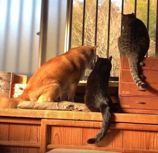 窓辺の柴犬と猫たち