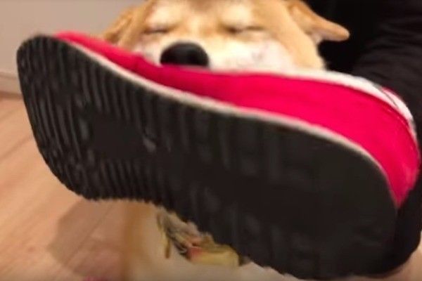 柴犬