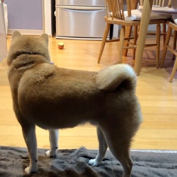 ボールを見つめるラテくん