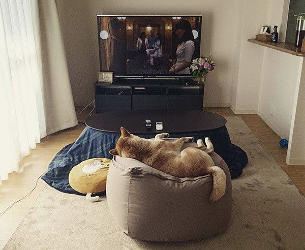 くつろぐ柴犬