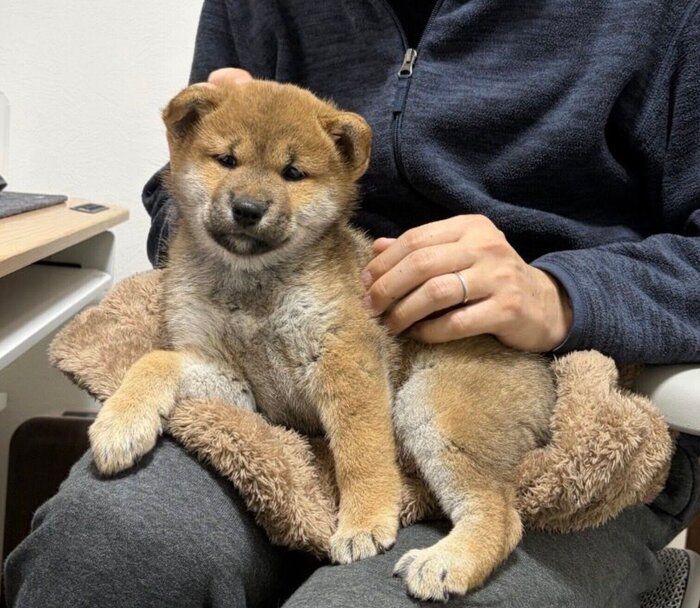 飼い主さんの膝に乗るみりんちゃん