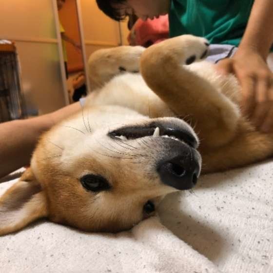 寝転がる柴犬