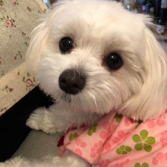 犬の感染症対策、犬が集まるところでちょっと気をつけると安心なこと