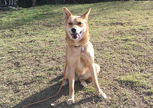 見つめる犬