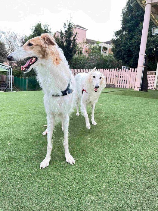 飼い主さんによるとサクラちゃんは「犬っぽくない」性格、サラちゃんは「犬っぽい」性格なのだとか