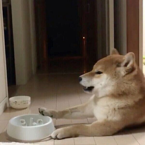 ごはんを早食いしたことを後悔するこむぎくん
