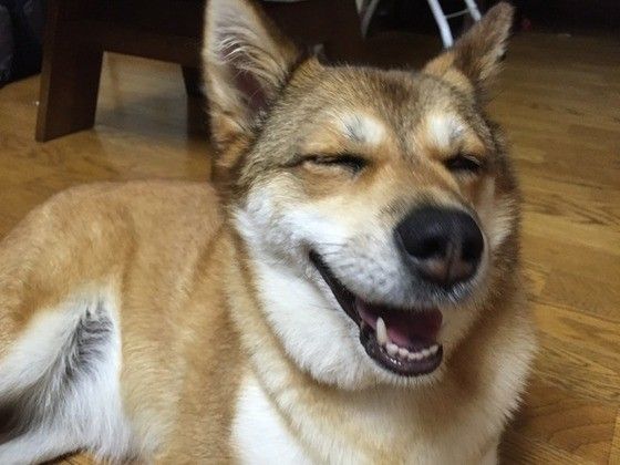 微笑む犬