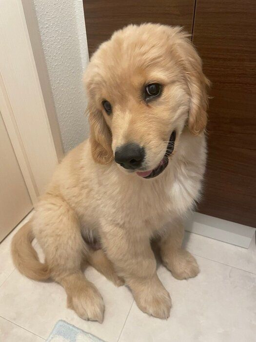 子犬時代の縁くん