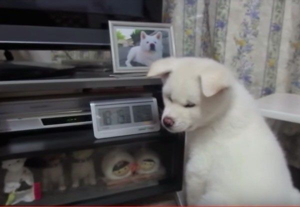 秋田犬