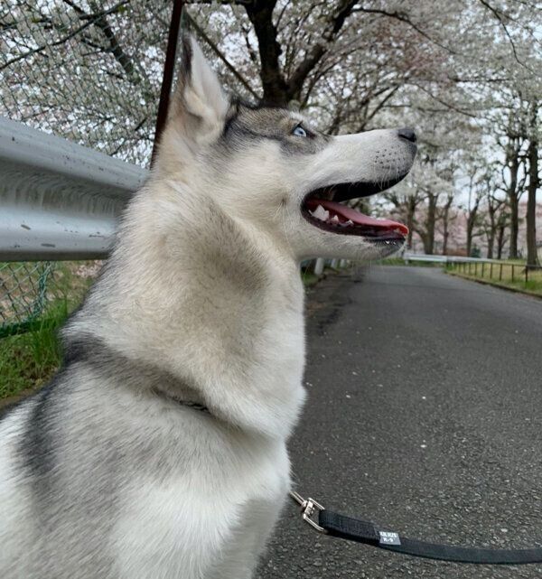お散歩を楽しむロッカちゃん