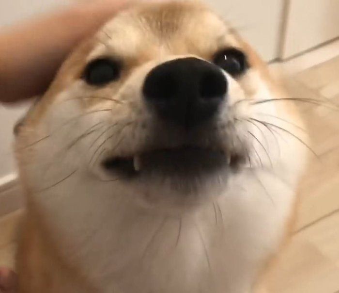 柴