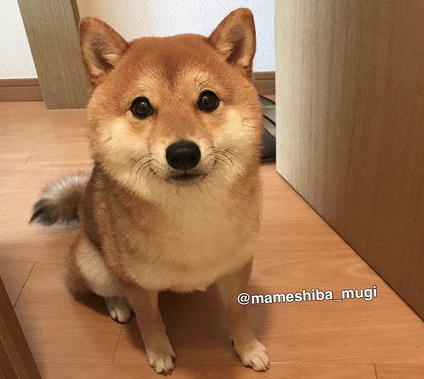 見つめる豆柴