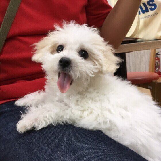 ボロニーズ