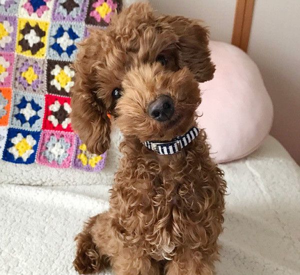 見つめるトイ・プードル