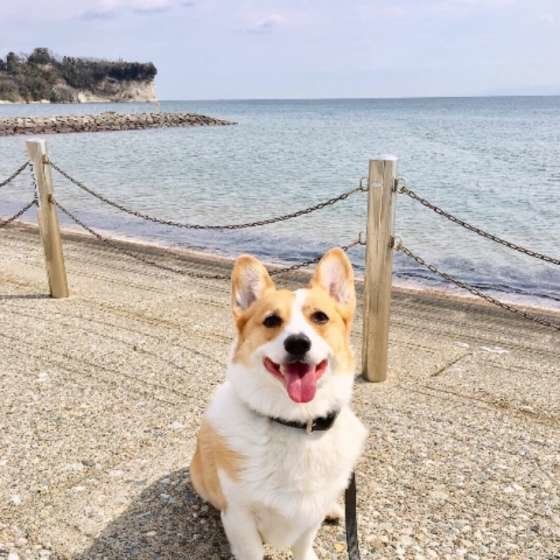 コーギー