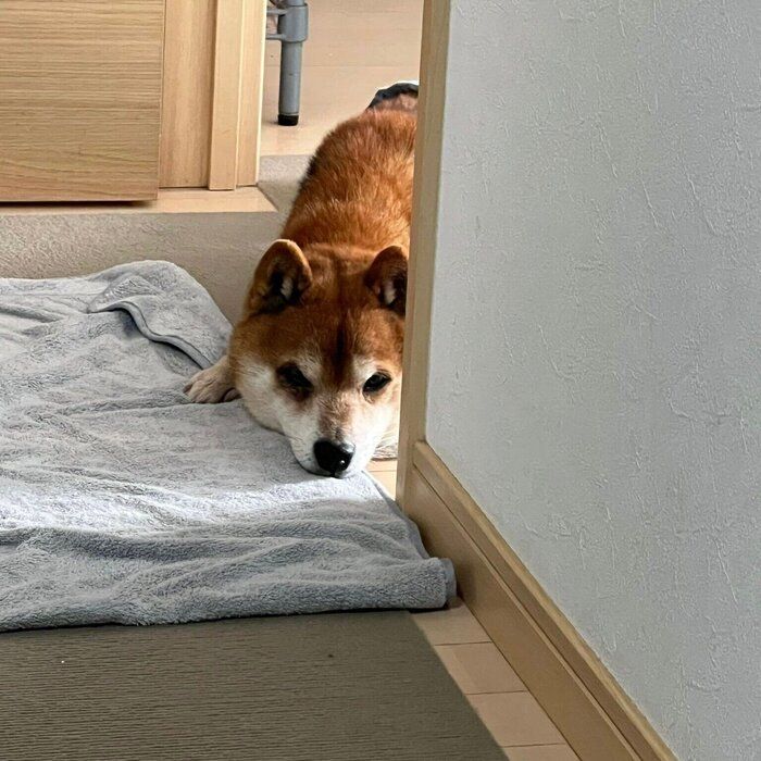 お迎え初日の夜、少し距離を取って飼い主さんを見ているたぬ吉くん(撮影時、推定7才)。