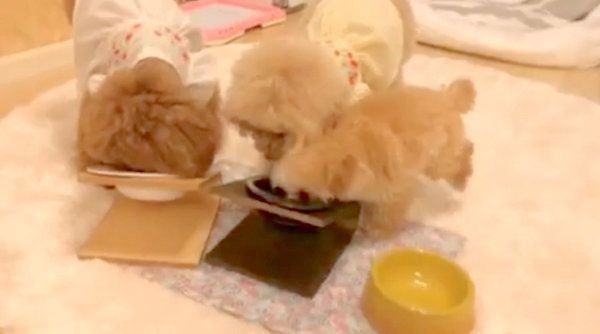 ごはんを食べるトイ・プードル3姉妹