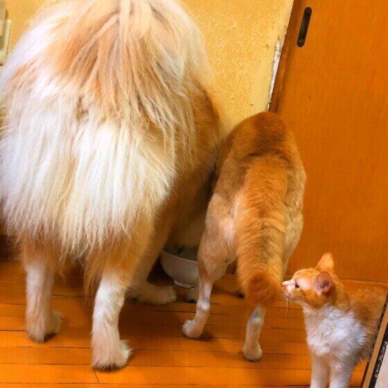 犬のおしりと猫