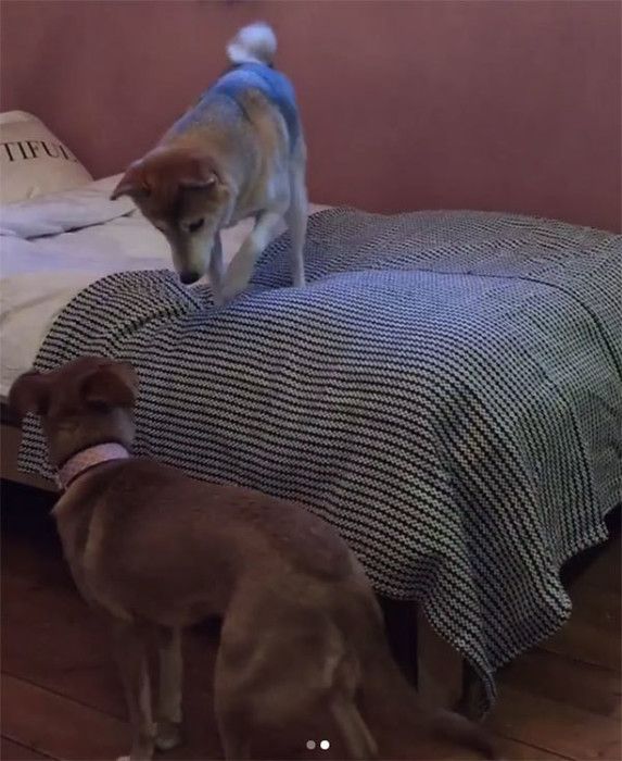 見つめ合う犬