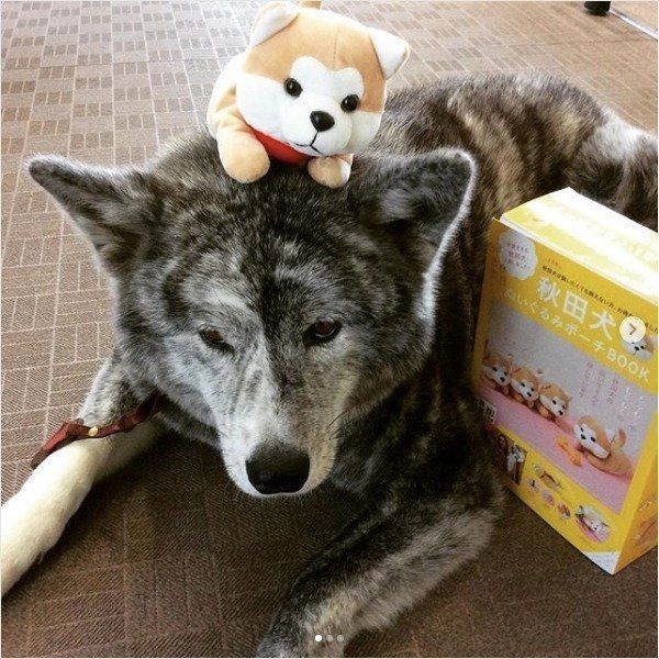 秋田犬