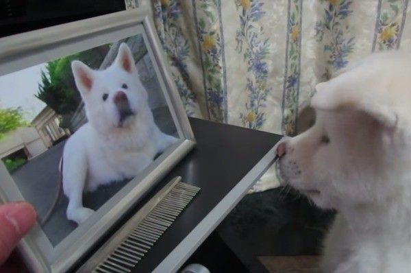 秋田犬
