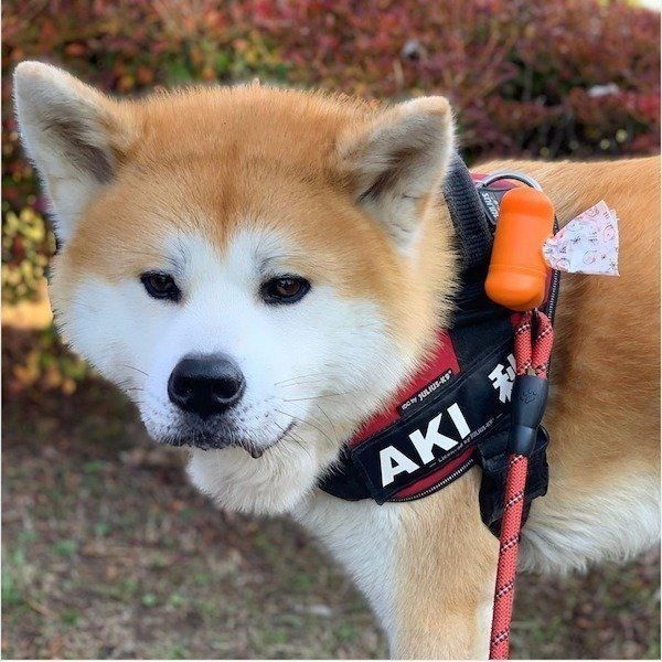 お散歩する秋ちゃん