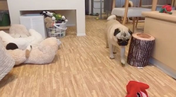 アキちゃんにフラれてしまったラルくん