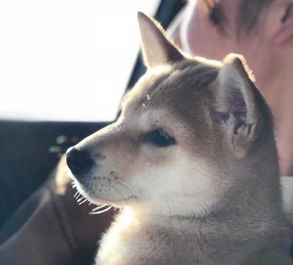 考える柴犬
