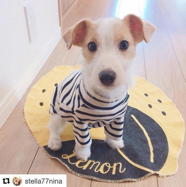 シンプルでナチュラルな犬服:キミノフク。
