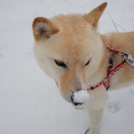 雪を楽しむ柴犬