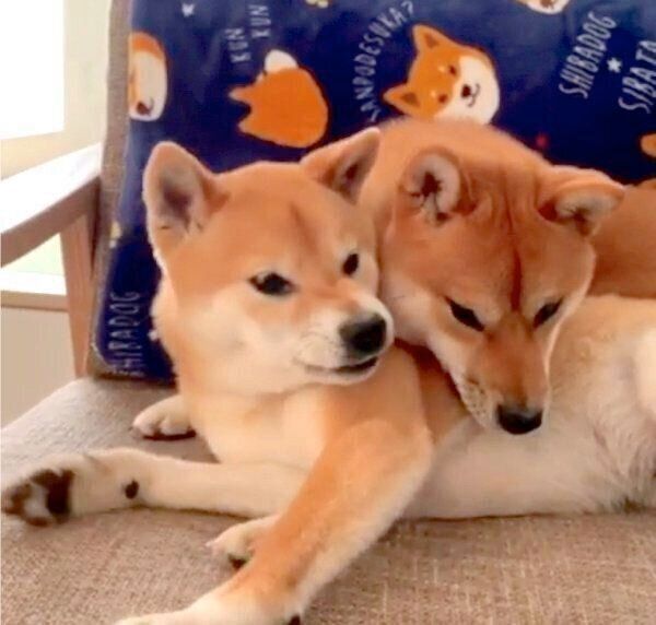 わさびくんの上でくつろぐもずくくん