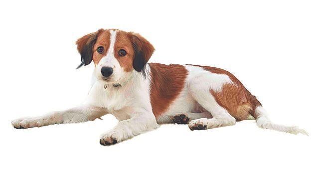 話題のあの犬のことがわかる！ コーイケルホンディエってどんな犬