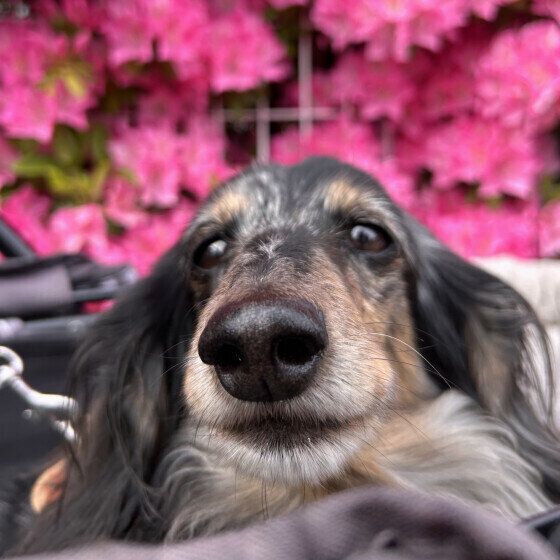 カートでお散歩中のワンちゃん