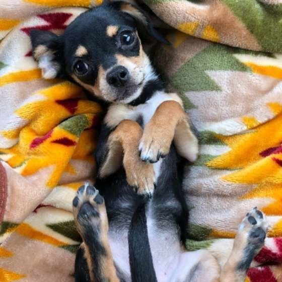 へそ天ポーズのかわいい犬