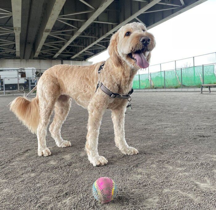 ドッグランで遊ぶむぅちゃん