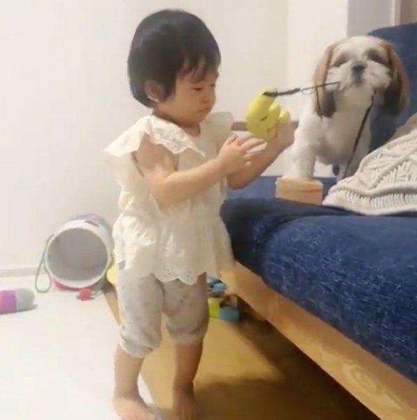 おもちゃを取り合うシー・ズーと女の子