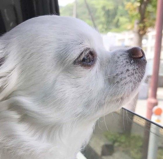 外を眺める犬