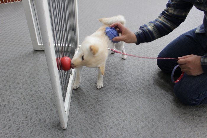 ↑社会化および家庭犬としてトレーニングを行えば、みんなイイコに育ちます
