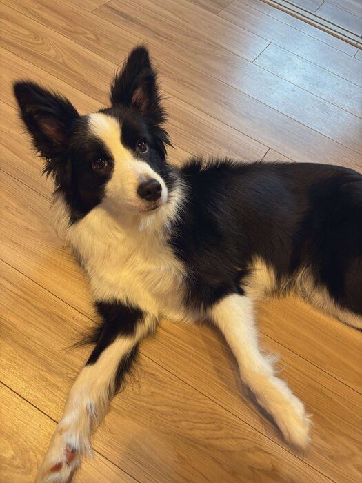 飼い主さんと一緒にリラックスタイム　甘えたような表情がたまらない