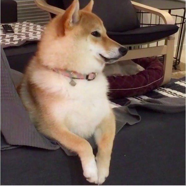 柴犬