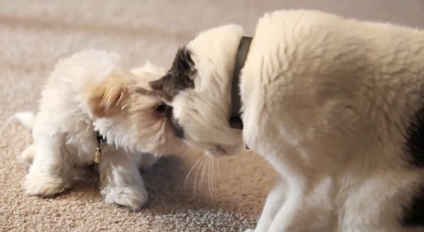 子犬と猫