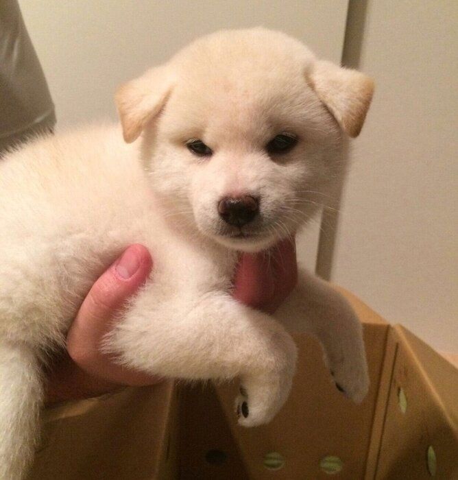 小さくてフワフワだった柴の子犬と家族になって10年 シニア期を迎えた今も“違う意味の可愛さ”があふれる