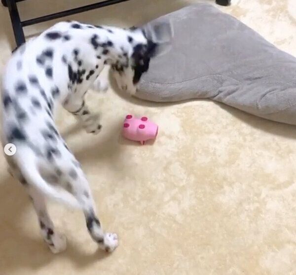「ブートン」で遊ぶタルちゃん