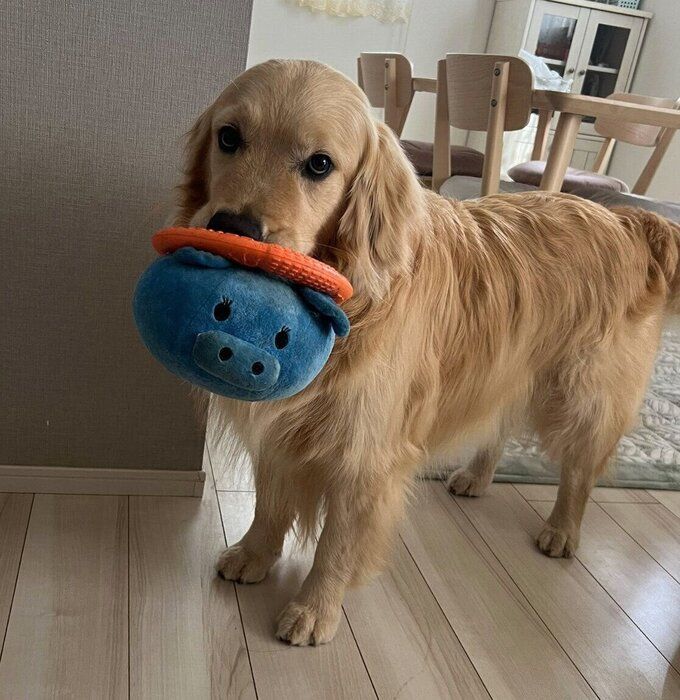 ぬいぐるみとおもちゃをくわえるいなりくん