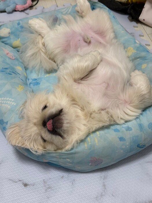 仰向けで寝ているペキニーズ